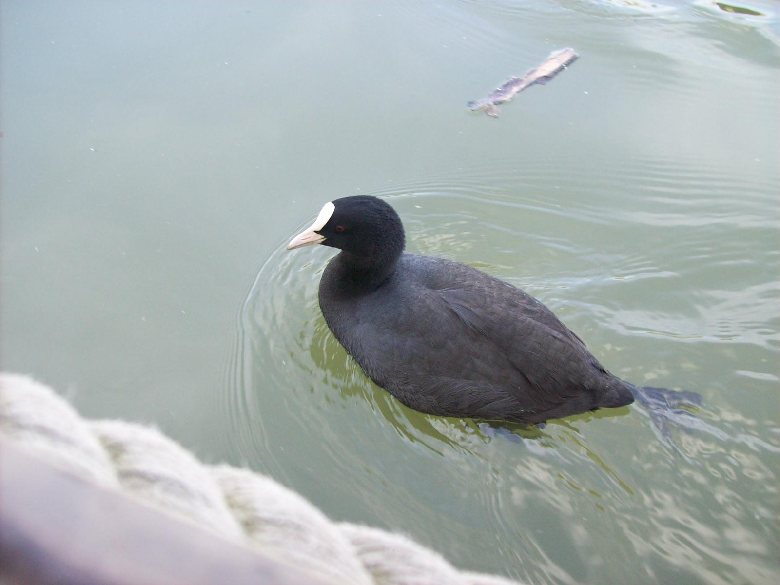 Zoom 18.10.2008-138.jpg